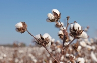 2020/21 China cotton imports: U.S. cotton accounts for 44%