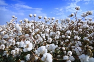 Why cotton linter prices dive?