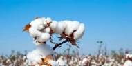 CCA cotton planting intention survey in Jan, 2022