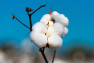 Why cotton linter price fails to rise in line with cottonseed?