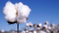 China to start state cotton reserves from Jul 13, 2022